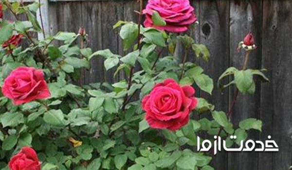 پرورش گل رز هلندی در گلدان 